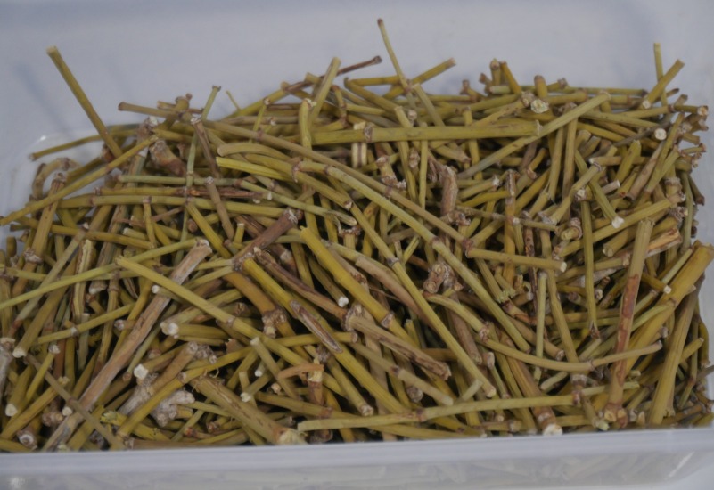 عشبة العلندا