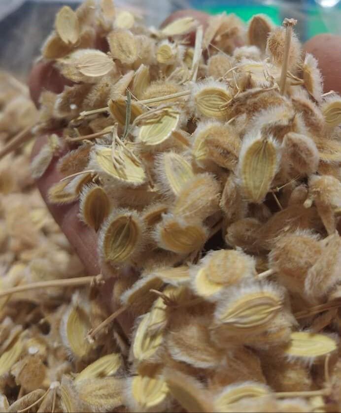 عشبة الكمون الصوفي